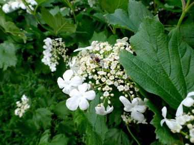 Guelder Rose 'un cilvesi, bulanık yeşil arka planda Viburnum Opulus. Kalina sıradan büyük, yaprak döken bir çalı. Çiçek açan viburnum 'un güzel beyaz çiçekleri. Seçici odaklanma. Doğal tasarım için doğa konsepti.