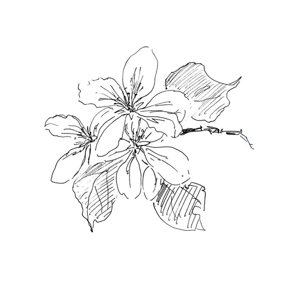 Motif Graphique Noir Blanc Une Branche Pommier Fleurs Illustration Haute — Photo