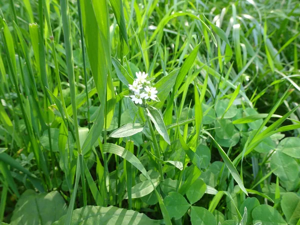 Pequeñas Flores Blancas Hierba Verde Del Prado Foto Alta Calidad —  Fotos de Stock