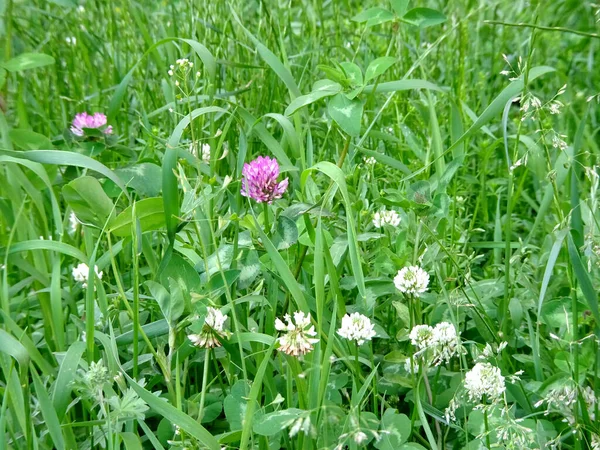 Fiore Estate Trifoglio Bianco Rosso Prato Verde Uno Sfondo Verde — Foto Stock