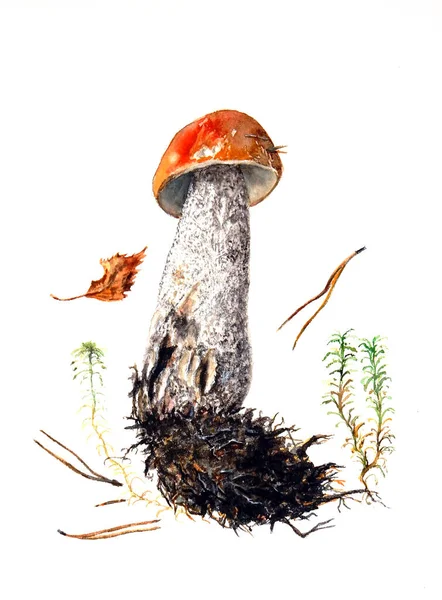 Boletus Svamp Mossa Och Nålar Vit Bakgrund Botanisk Skiss Akvarell — Stockfoto