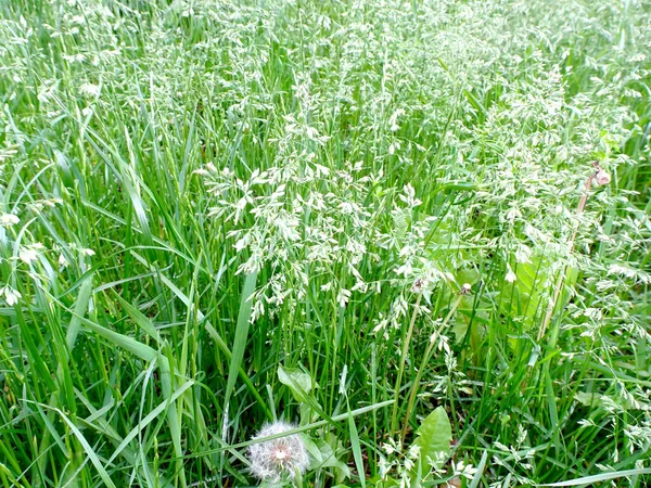 Abstrakte Strukturelle Hintergrund Blühende Bluegrass Wiese Fokus Hintergrund Hochwertiges Foto — Stockfoto