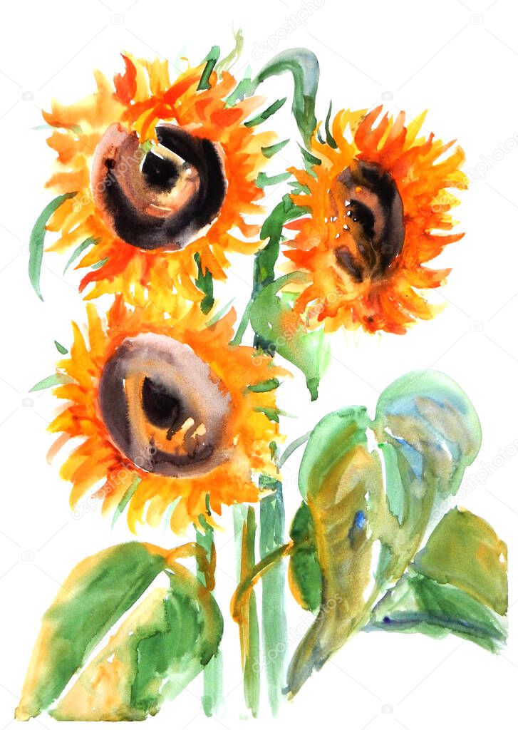 watercolor pattern, botanical sketch, yellow sunflowers with black middles on a white background. High quality illustration