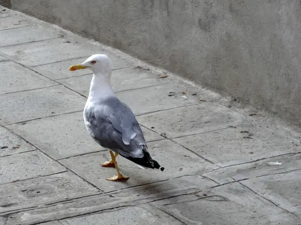 Möwe Spaziert Die Morgendliche Straße Entlang Die Mit Fliesen Gepflastert — Stockfoto