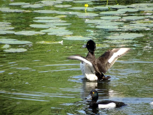 Ducks Yellow Water Lilies Leaves Surface Summer River Sunny Day — Stock Photo, Image