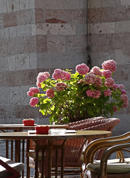 Квітучий Кущ Рожевої Гортензії Фоні Кам Яної Стіни Вуличному Кафе — стокове фото