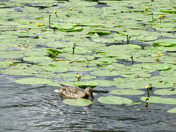 Ducks Yellow Water Lilies Leaves Surface Summer River Sunny Day — Stock Photo, Image