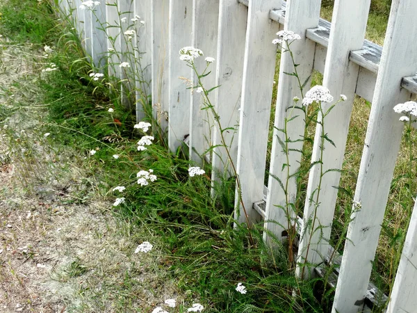 白色的木制篱笆 草地草和鲜花生长在它的旁边 — 图库照片