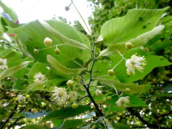 Tilleul Fleurs Tilleul Par Une Belle Journée Ensoleillée Début Été — Photo