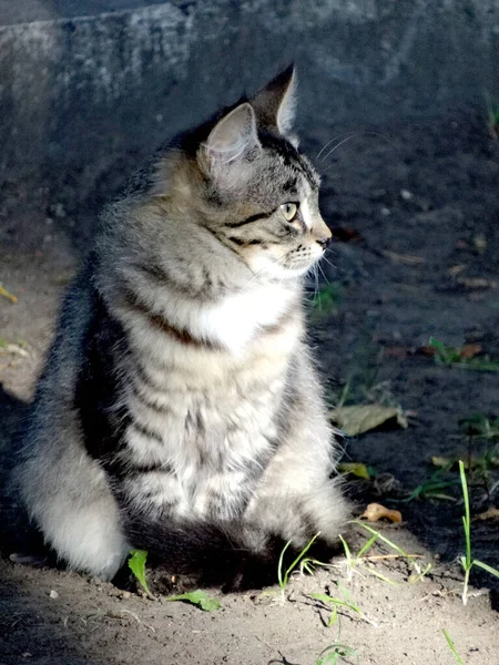 Gestreifte Flauschige Katze Sitzt Eingewickelt Pfotenschwanz Und Schaut Zur Seite — Stockfoto