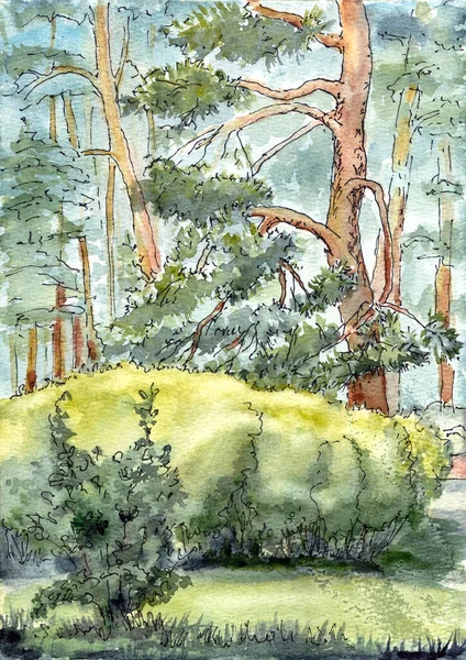 Güneşli Bir Günde Parkta Çam Ağacı Suluboya Çizimler Yüksek Kaliteli — Stok fotoğraf