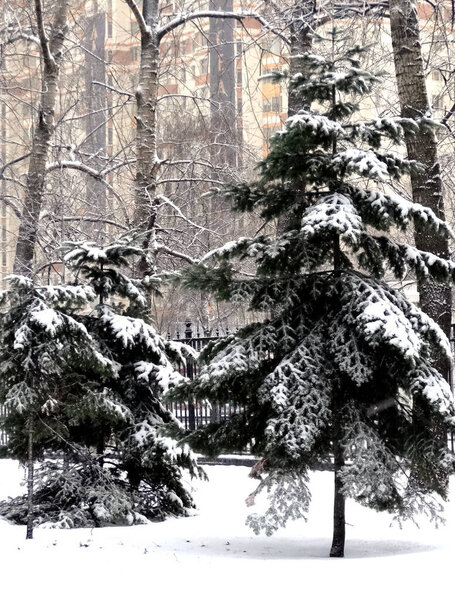 Snow-covered winter christmas trees in the park against the backdrop of city houses. High quality photo