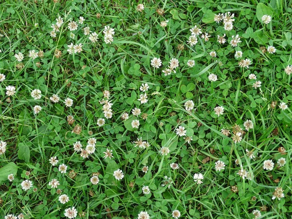 Bulanık Yeşil Bir Arka Planda Yeşil Çimlerde Çiçek Açan Beyaz — Stok fotoğraf