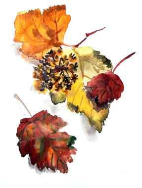 Sarı turuncu sonbahar yaprakları ve beyaz arka planda Physocarpus opulifolius meyveleri suluboya desenleri, botanik çizimler. Yüksek kaliteli illüstrasyon