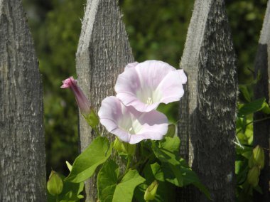 Ahşap bir çitin üzerinde büyük, yumuşak, pembe, bağlayıcı, Calystegia sepium çiçekleri. Yüksek kalite fotoğraf