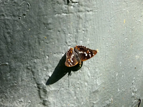 Brun Avec Des Cercles Jaunes Papillon Sur Mur Béton Photo — Photo