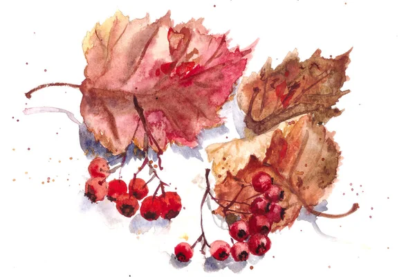Głóg Owoc Czerwienny Jesienny Głóg Liść Biały Tło Akwarelowy Wzór — Zdjęcie stockowe