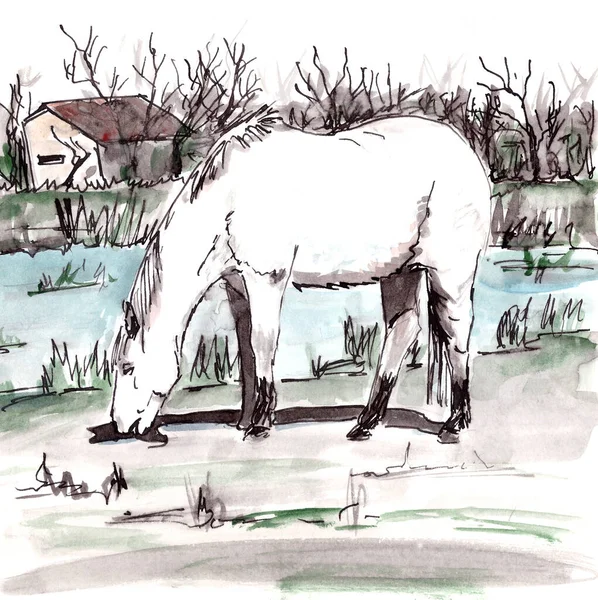 Λευκό Άλογο Από Camargue Στη Νότια Γαλλία Βόσκει Κοντά Μια — Φωτογραφία Αρχείου