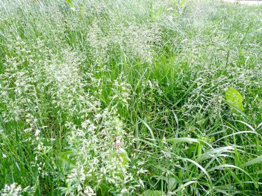 Soyut dokuma arkaplanı, çiçek açan mavi çim çayırı, arka plana odaklan. Yüksek kalite fotoğraf