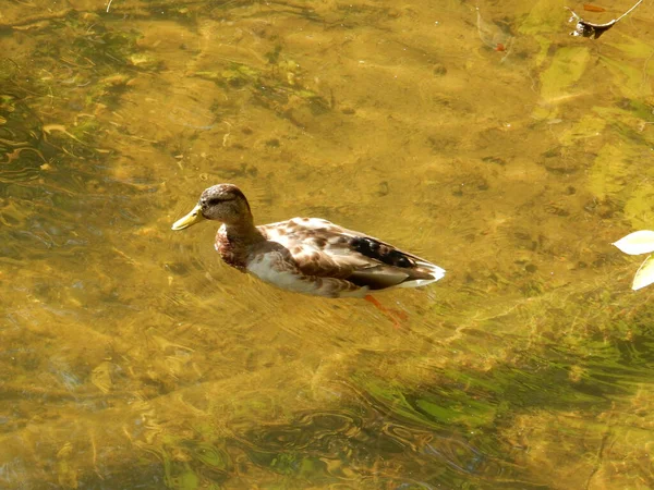 Duck Swims Clear Autumn Yellow River Water High Quality Photo — Stock Photo, Image