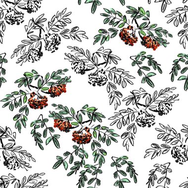 Sonbahar yaprakları, kül meyveleri, grafik desenleri, botanik çizimler, beyaz arkaplanda renkli ve siyah beyaz çizimler olan Rowan dalının kusursuz desenleri. Yüksek kaliteli illüstrasyon