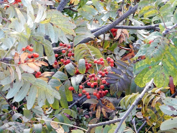 Κόκκινα Φύλλα Βατόμουρου Και Φθινοπωρινής Κουκουβάγιας Ένα Κλαδί Θολό Φόντο — Φωτογραφία Αρχείου