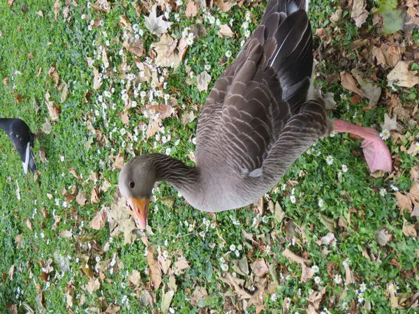 Grey Goose Green Grass Autumn Leaves Daisies High Quality Photo — Stock Photo, Image