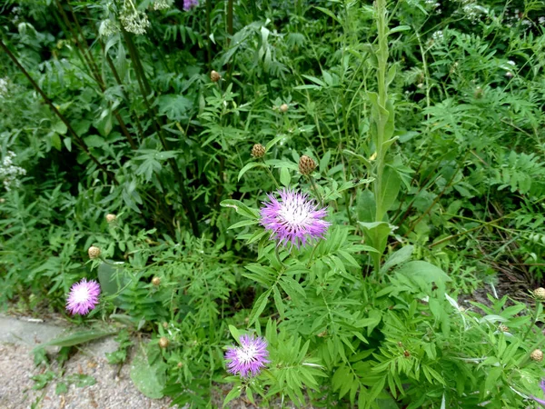 Prado Rosa Aciano Centaurea Jacea Sobre Fondo Hierba Verde Borrosa —  Fotos de Stock