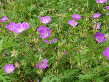 Çiçek açan bir çayırın bulanık arka planında pembe sardunya çiçekleri