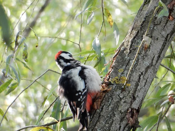 Un pájaro carpintero con gorro rojo y vientre rojo en el tronco de un sauce —  Fotos de Stock