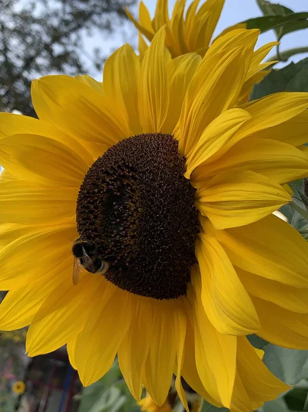 Podzimní Slunečnice Žlutými Okvětními Lístky Černým Středem Čmelákem Proti Modré — Stock fotografie