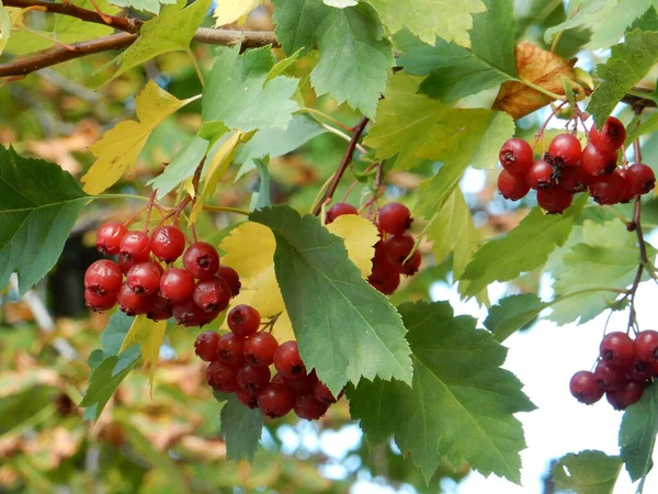 Rama Espino Otoño Con Bayas Rojas Hojas Verdes Amarillas Sobre — Foto de Stock