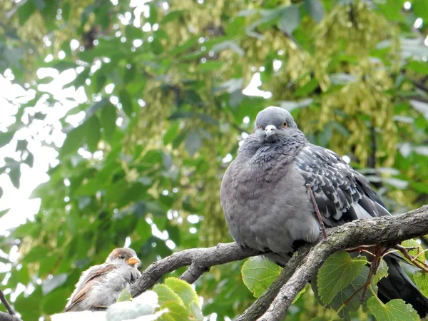 Pigeon Urbain Moineau Assis Sur Une Branche Citron Vert Sur — Photo