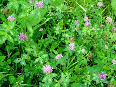 Yapraklarında yağmur damlaları olan çayırdaki kırmızı yonca. Yüksek kalite fotoğraf