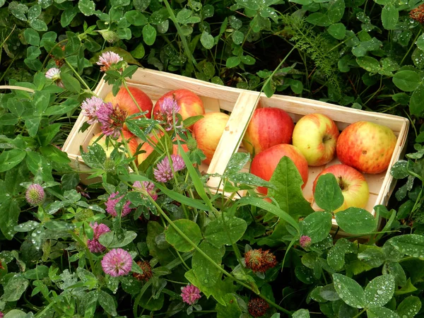 バスケットと赤いクローバーの間の草の中のリンゴの秋の収穫 高品質の写真 — ストック写真