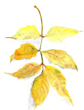 Sonbahar bitkisi, sonbahar sarı kül yaprağı, beyaz arka planda suluboya resim, botanik çizim. Yüksek kaliteli illüstrasyon