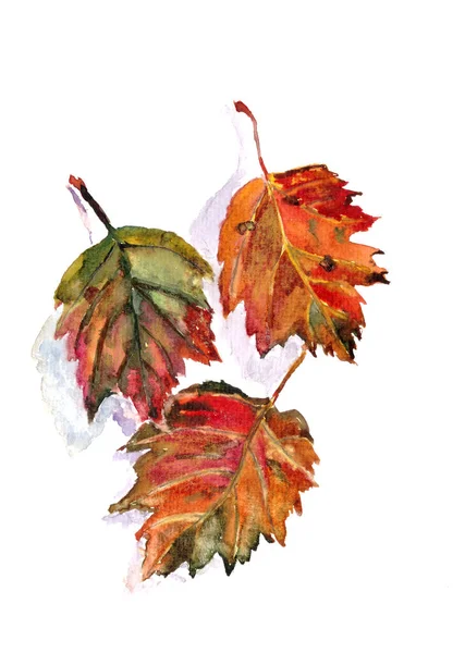 Sonbahar bitkisi, sarı yeşil kırmızı turuncu sonbahar yaprakları beyaz arka planda Physocarpus opulifolius, suluboya desenli, botanik çizim. - Evet. Yüksek kaliteli illüstrasyon