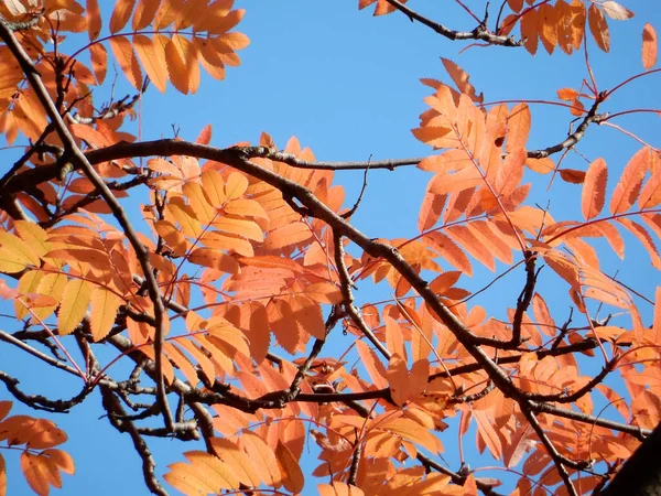 Ljus Röd Och Gul Höst Rönn Blad Bakgrunden Himlen Skog — Stockfoto