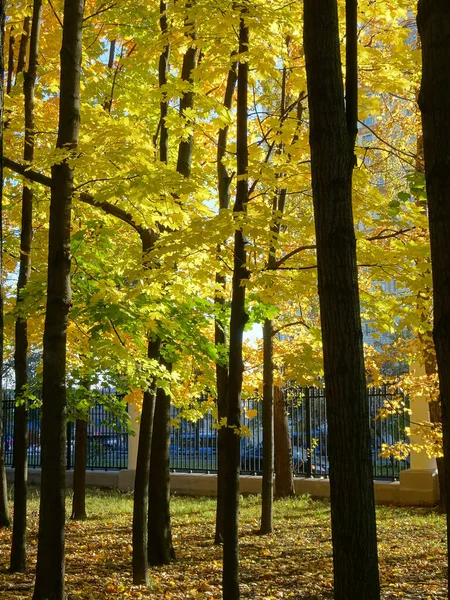 Arce Follaje Arce Otoño Contra Cielo Enfoque Selectivo Foto Alta —  Fotos de Stock