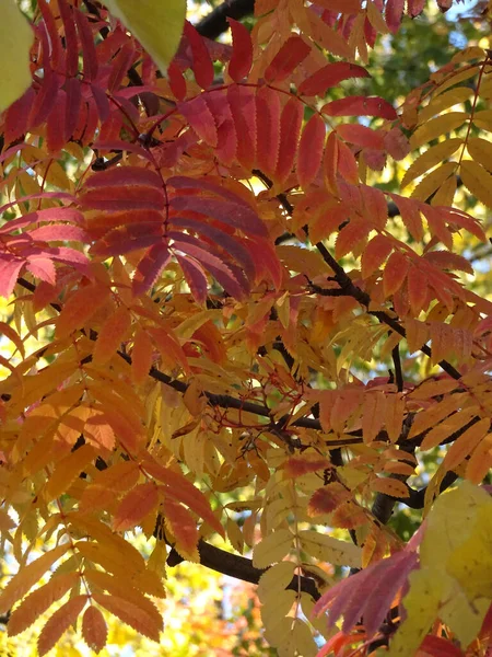 Folhas Rowan Outono Vermelho Amarelo Brilhante Fundo Céu Fundo Outono — Fotografia de Stock