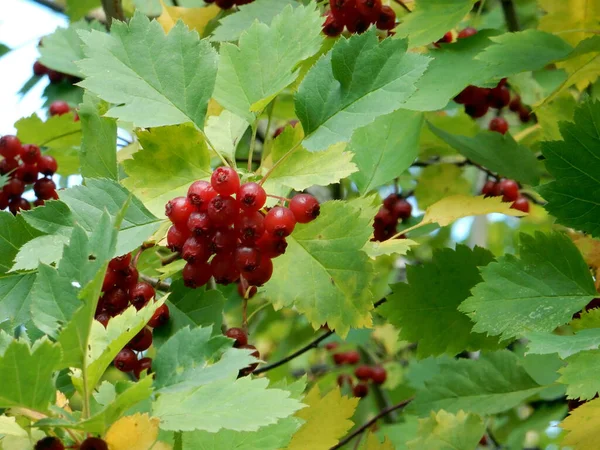 Rama Espino Otoño Con Bayas Rojas Hojas Verdes Amarillas Sobre —  Fotos de Stock