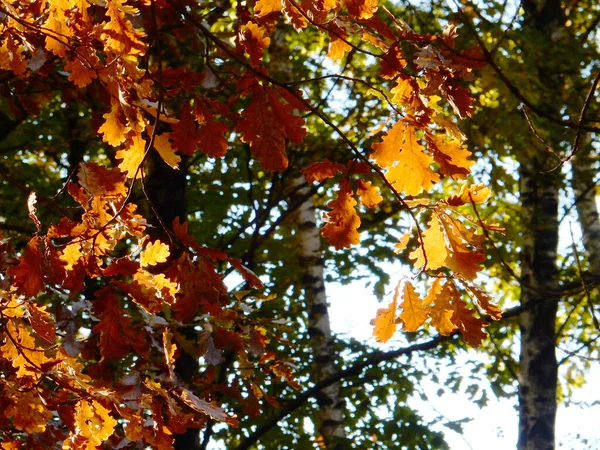 Oak Autumn Oak Foliage Sky Selective Focus High Quality Photo — Stock Photo, Image