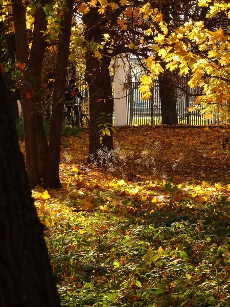 Жёлтый Клен Осеннем Парке Опавшей Листвой Высокое Качество Фото — стоковое фото