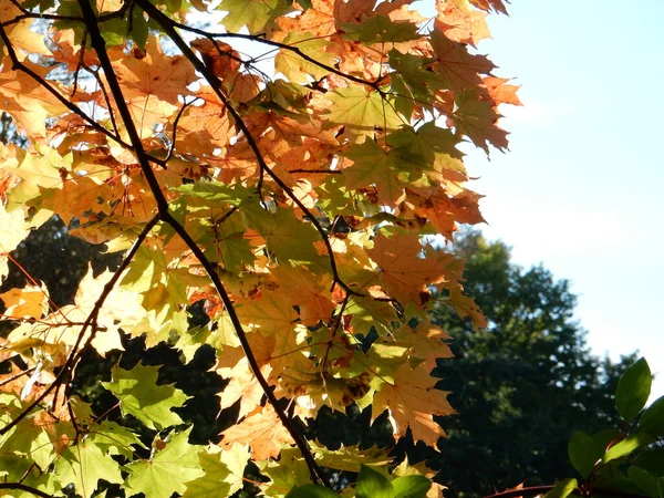 Autumn Yellow Orange Green Red Maple Leaves Sky High Quality — Stock Photo, Image