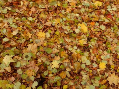 Sonbahar sarı turuncu kırmızı yapraklı halı, soyut dokusal arka plan. Yüksek kalite fotoğraf