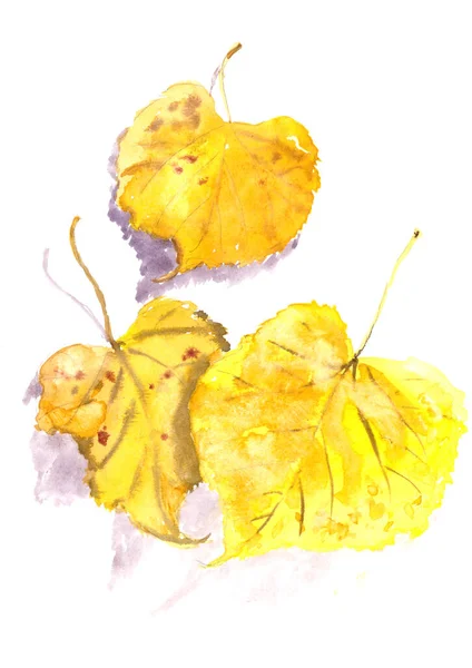 Autumn Herbarium Yellow Autumn Linden Leaves White Background Watercolor Pattern — Stock Photo, Image
