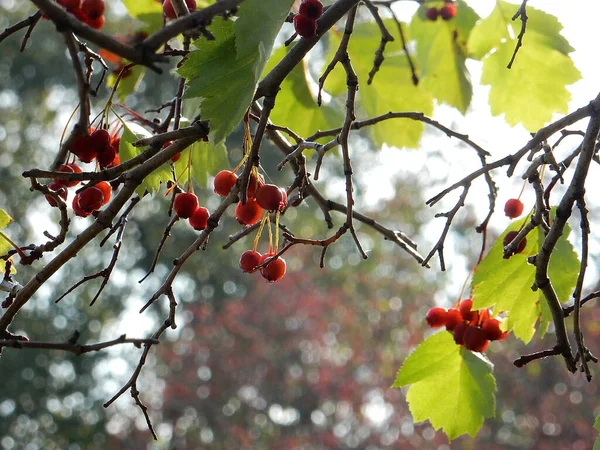 Φθινοπωρινό Κλαδί Ηawthorn Κόκκινα Μούρα Και Κίτρινα Πράσινα Φύλλα Φόντο — Φωτογραφία Αρχείου