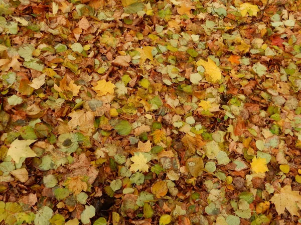 Sonbahar sarı turuncu kırmızı yapraklı halı, soyut dokusal arka plan. Yüksek kalite fotoğraf