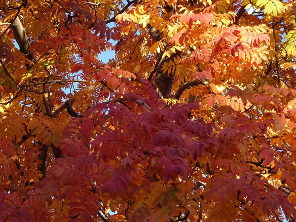 Яскраво Червоне Жовте Осіннє Листя Суниці Тлі Неба Лісовий Осінній — стокове фото