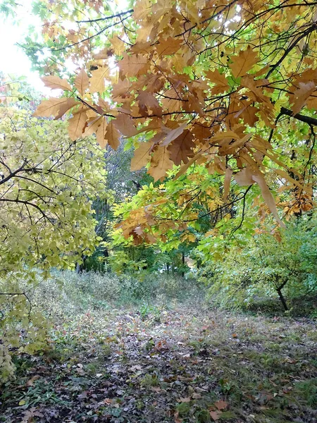 Dubové Podzimní Dubové Listí Proti Obloze Selektivní Zaměření Kvalitní Fotografie — Stock fotografie